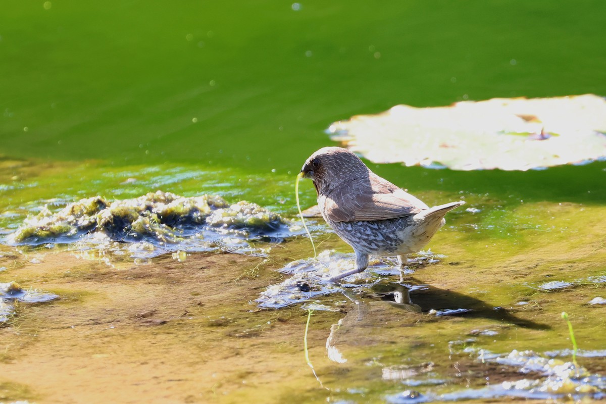 Scaly-breasted Munia - ML646669697