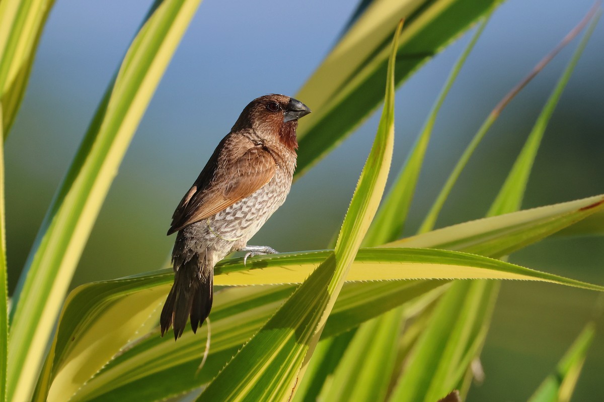 Scaly-breasted Munia - ML646669698