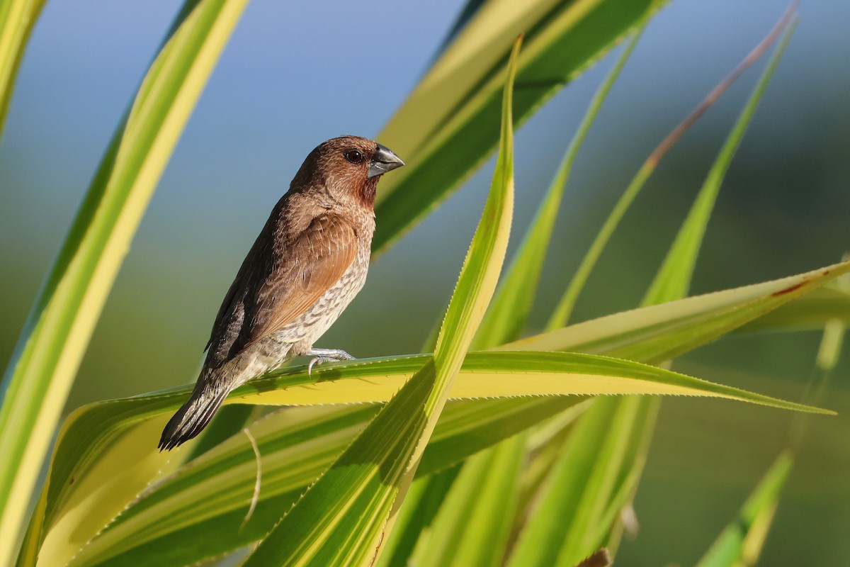 Scaly-breasted Munia - ML646669699