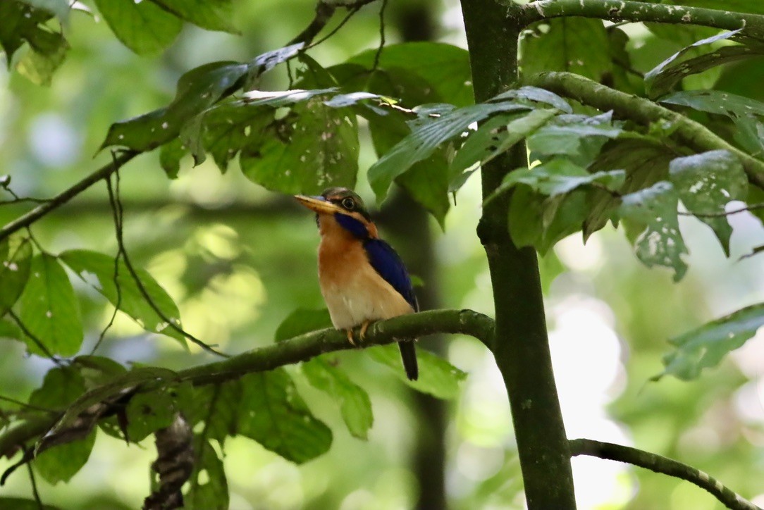 Rufous-collared Kingfisher - ML646669700