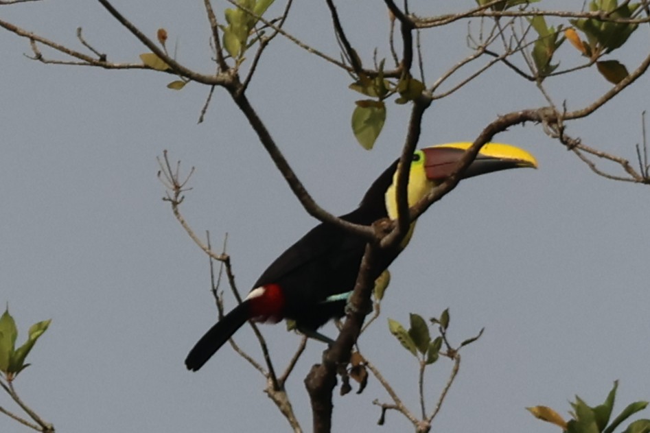 Yellow-throated Toucan - ML646669701