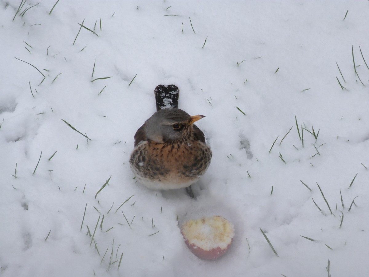 Fieldfare - ML646669702