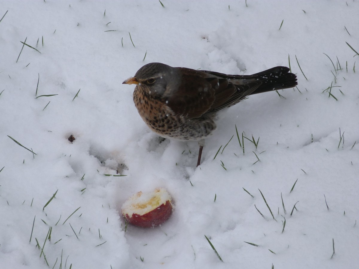 Fieldfare - ML646669703