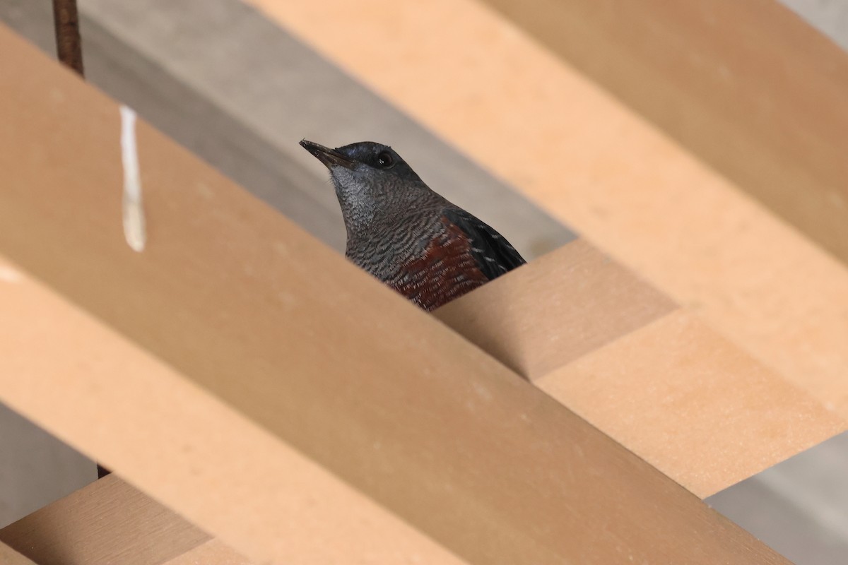 Blue Rock-Thrush - ML646669705