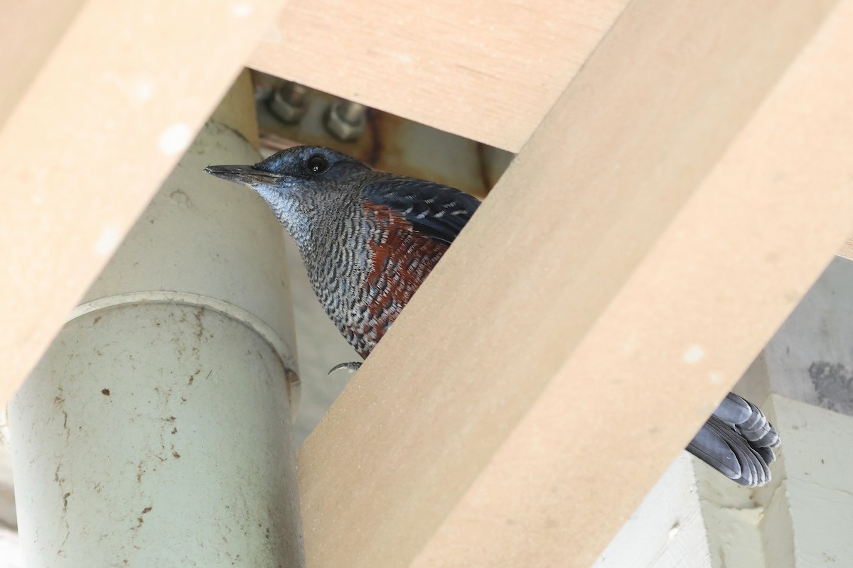 Blue Rock-Thrush - ML646669706