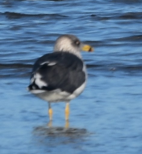 Lesser Black-backed Gull - ML646669715
