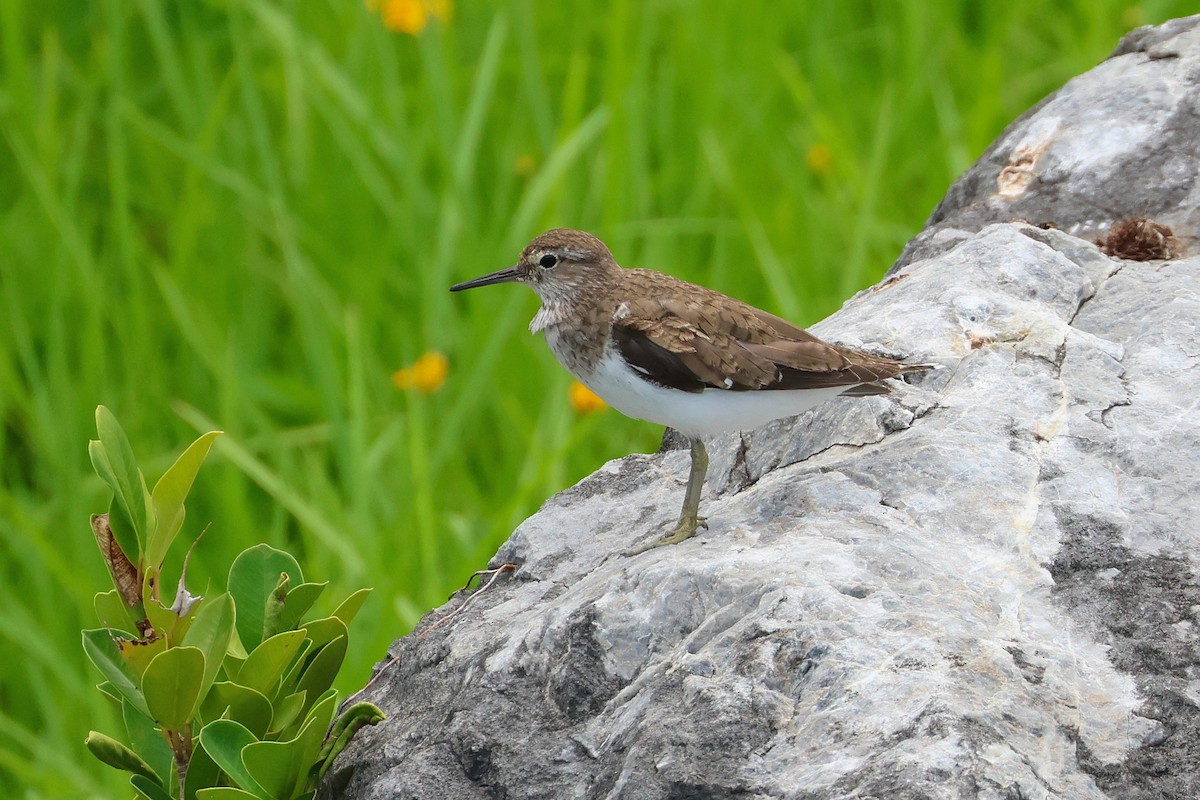 Common Sandpiper - ML646669716