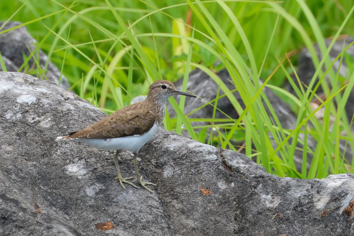 Common Sandpiper - ML646669717