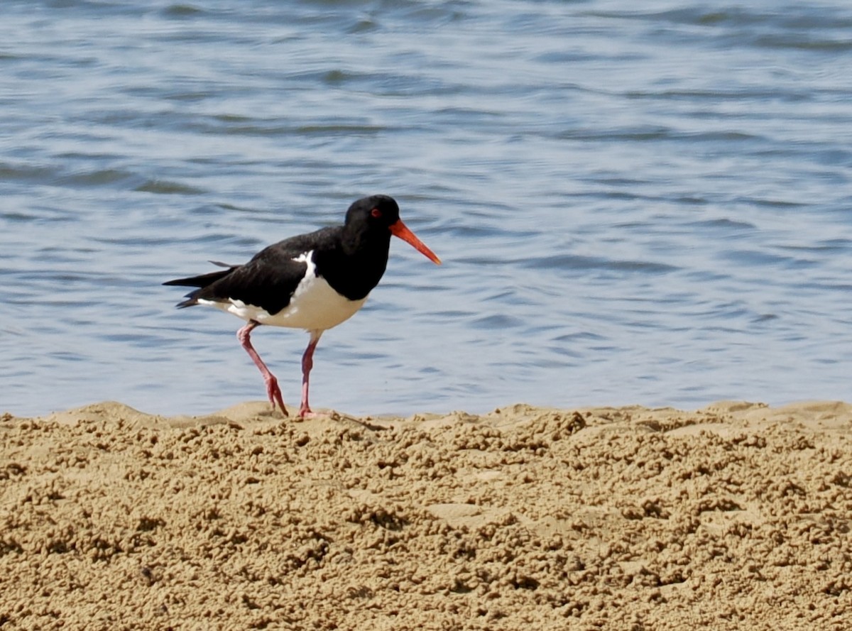Кулик-сорока довгодзьобий - ML646669718