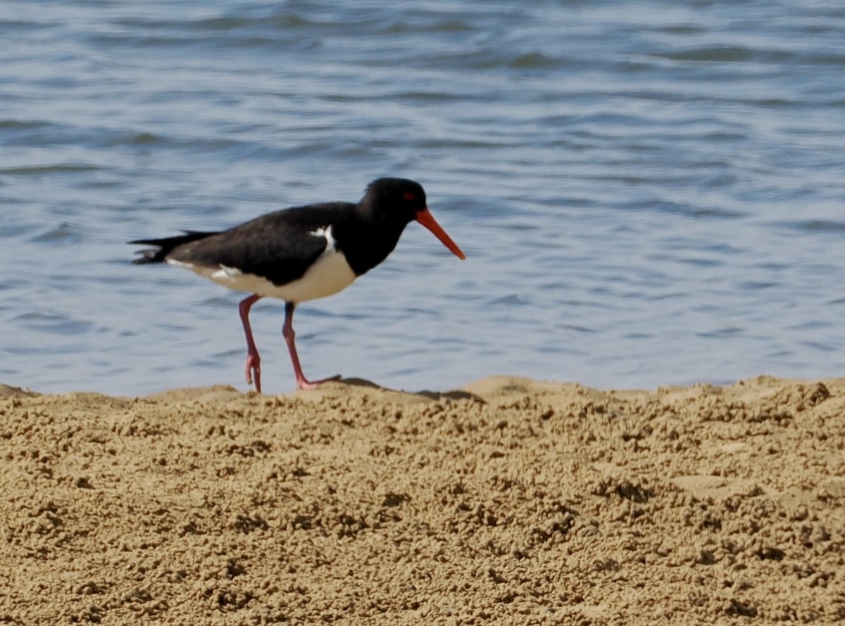 Кулик-сорока довгодзьобий - ML646669719