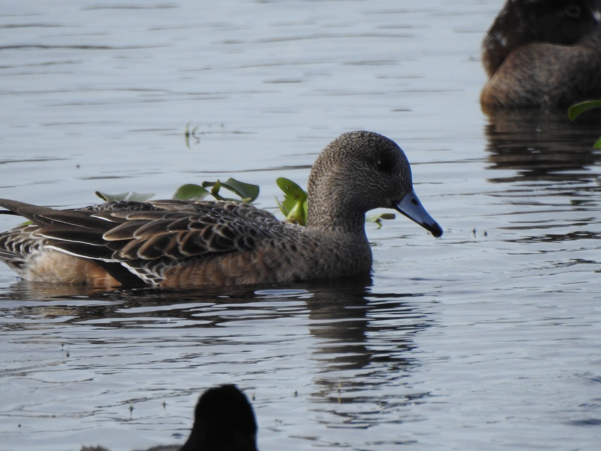 Canard d'Amérique - ML646669720