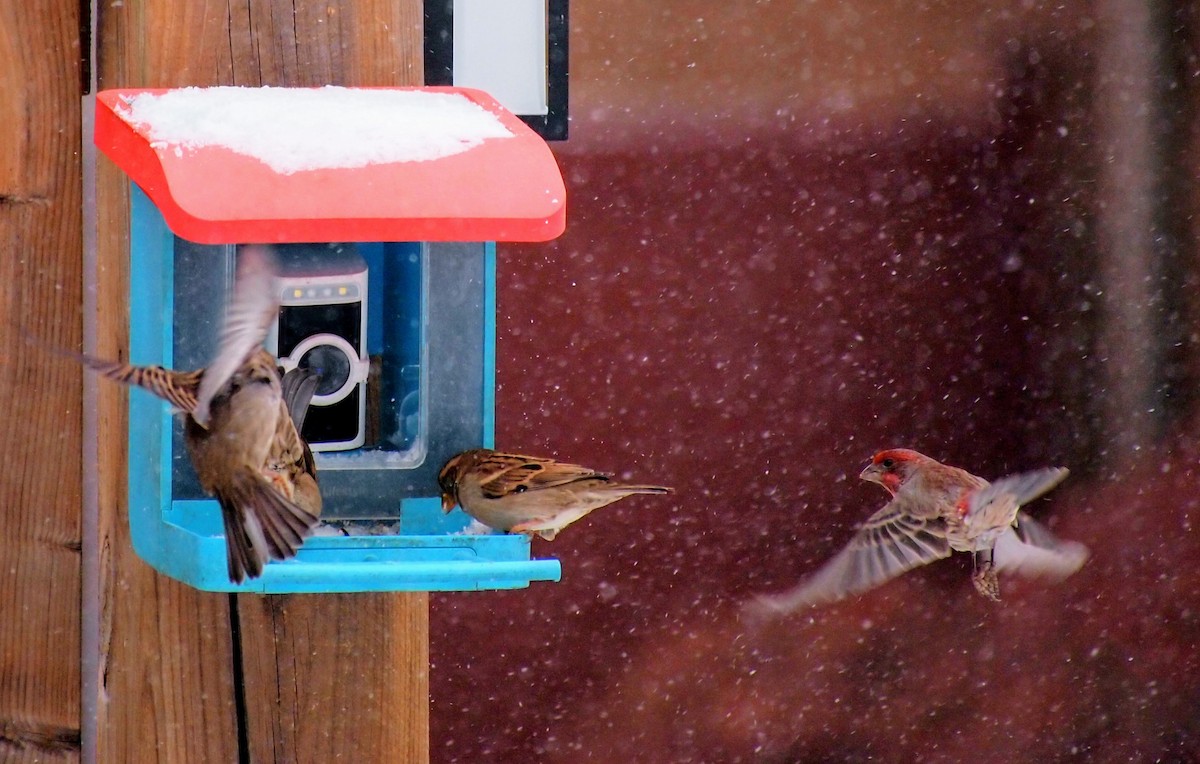 House Finch - ML646669722