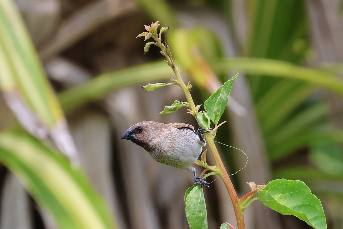 Scaly-breasted Munia - ML646669723