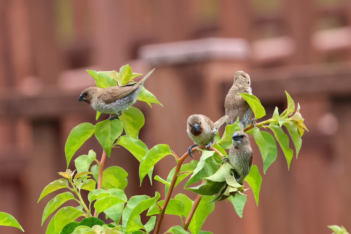 Scaly-breasted Munia - ML646669724
