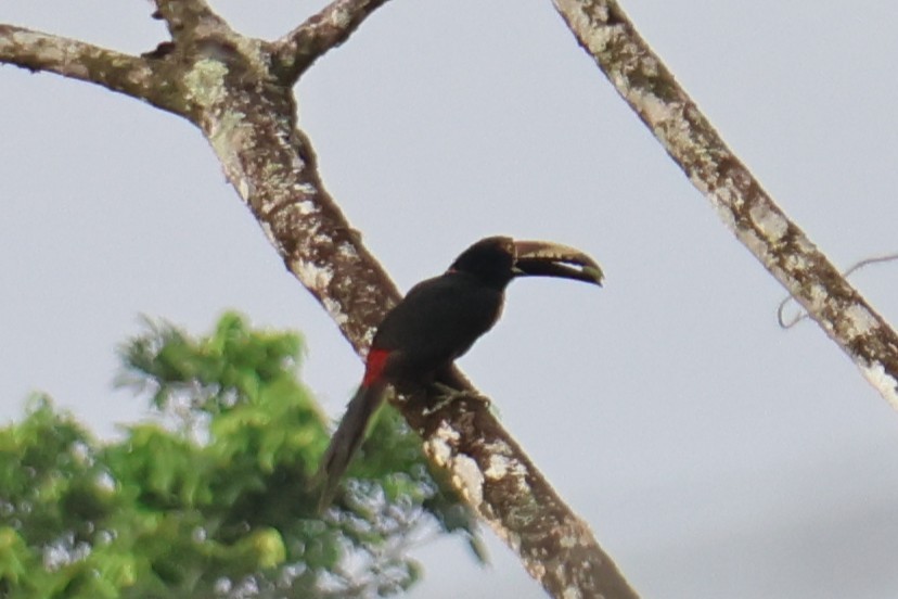 Collared Aracari - ML646669725