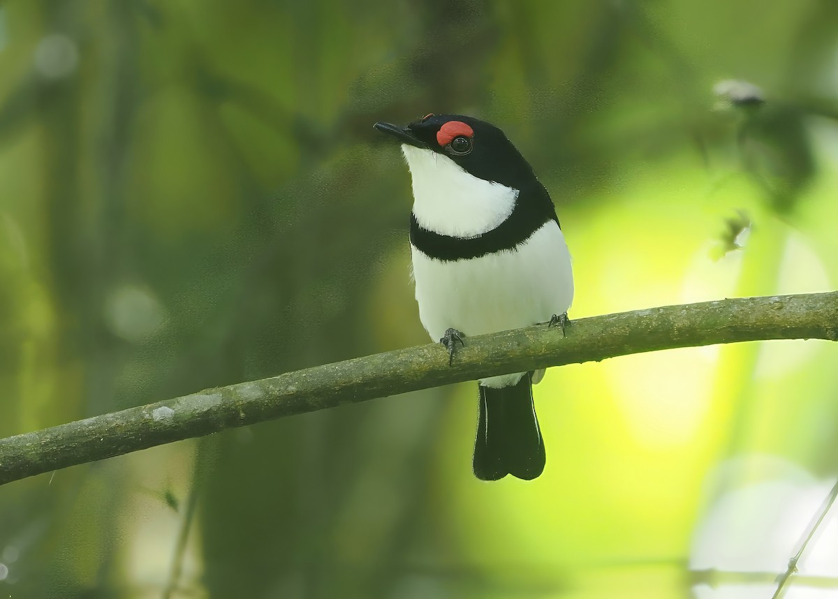 Black-throated Wattle-eye - ML646669726