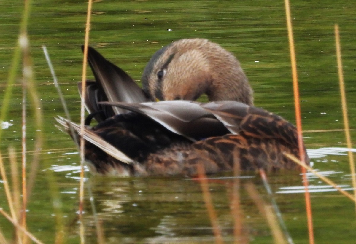 雑種 マガモ ｘ マダラガモ - ML646669727