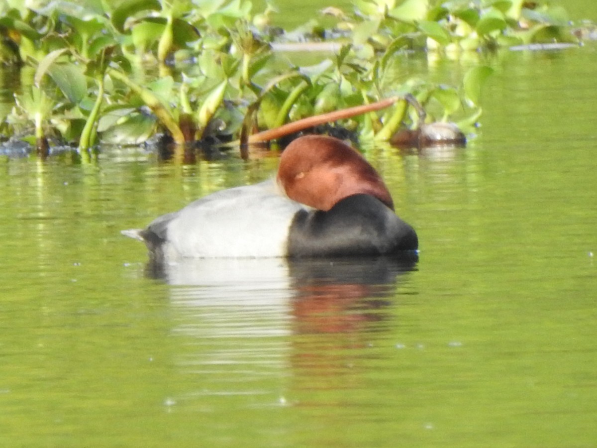 Fuligule à tête rouge - ML646669729