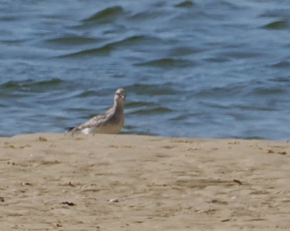 Сивка морська - ML646669731