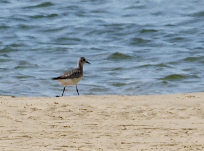 Сивка морська - ML646669732