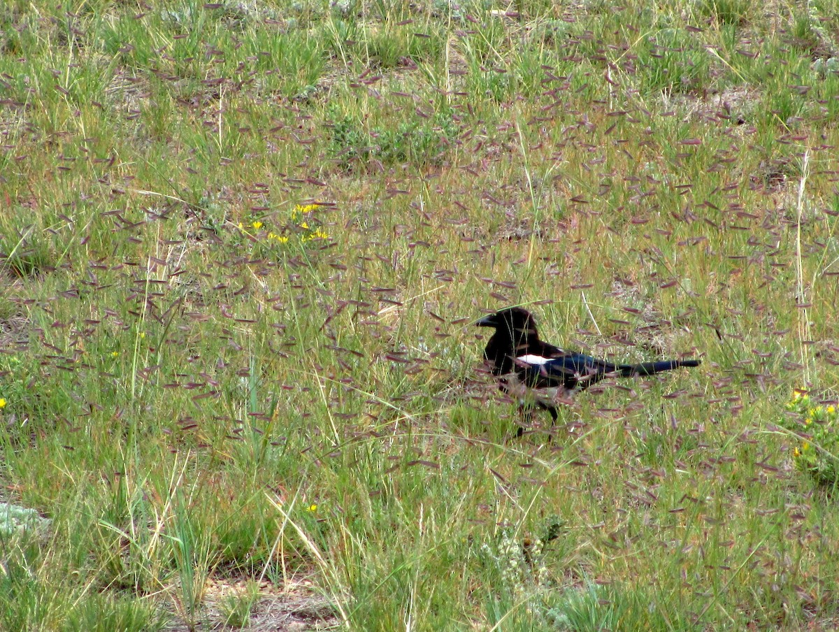 straka americká - ML646669739