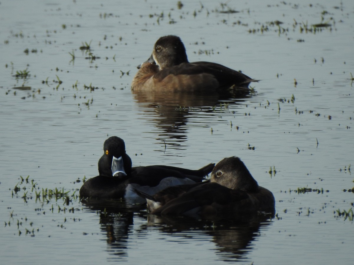 Fuligule à collier - ML646669741
