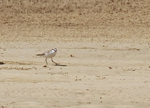 Пісочник рудоголовий - ML646669746