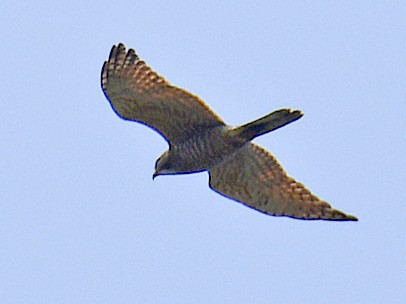 Gray-faced Buzzard - ML646669747
