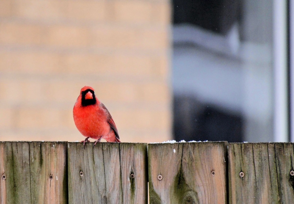Northern Cardinal - ML646669749