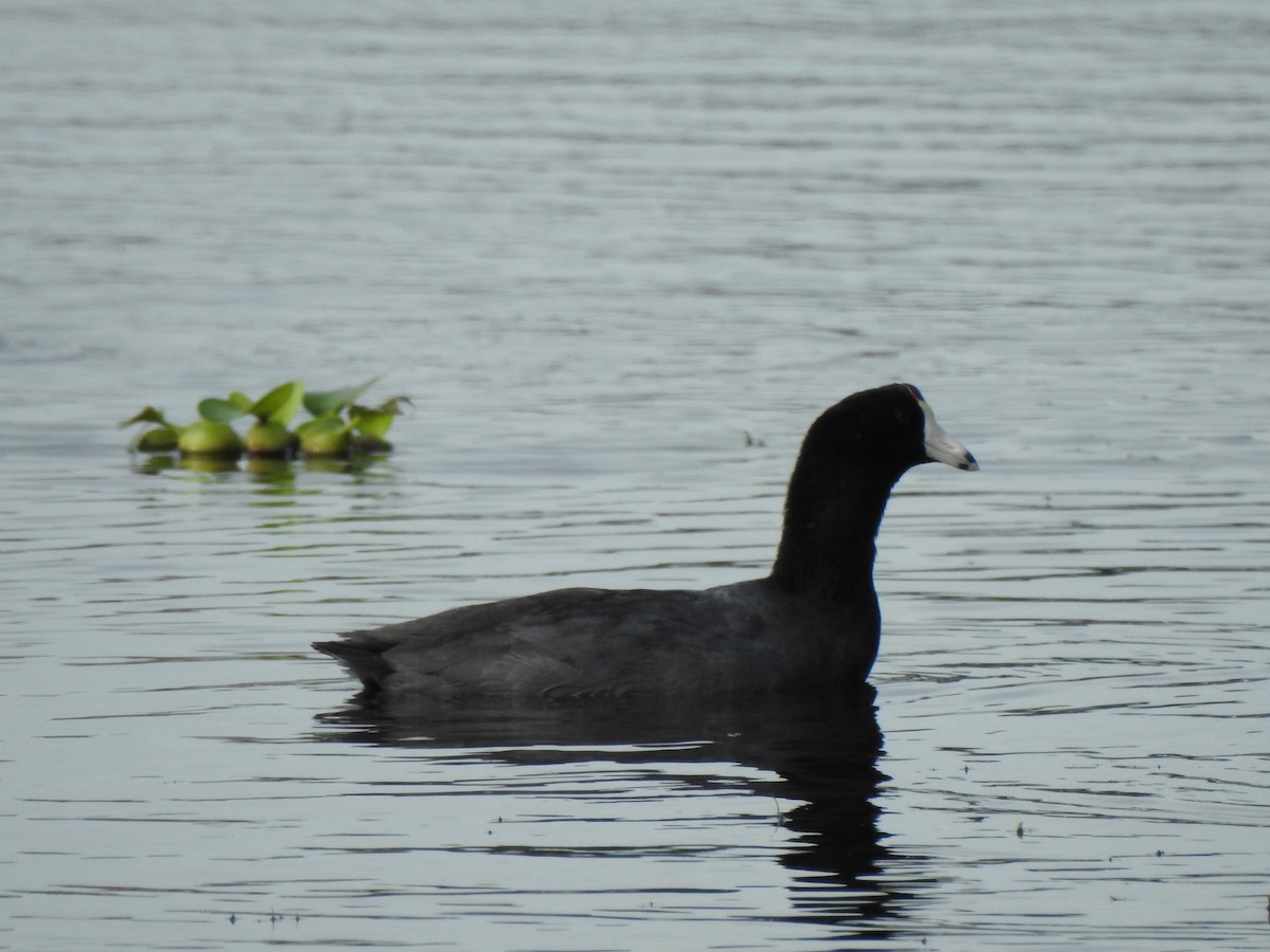 Foulque d'Amérique - ML646669752