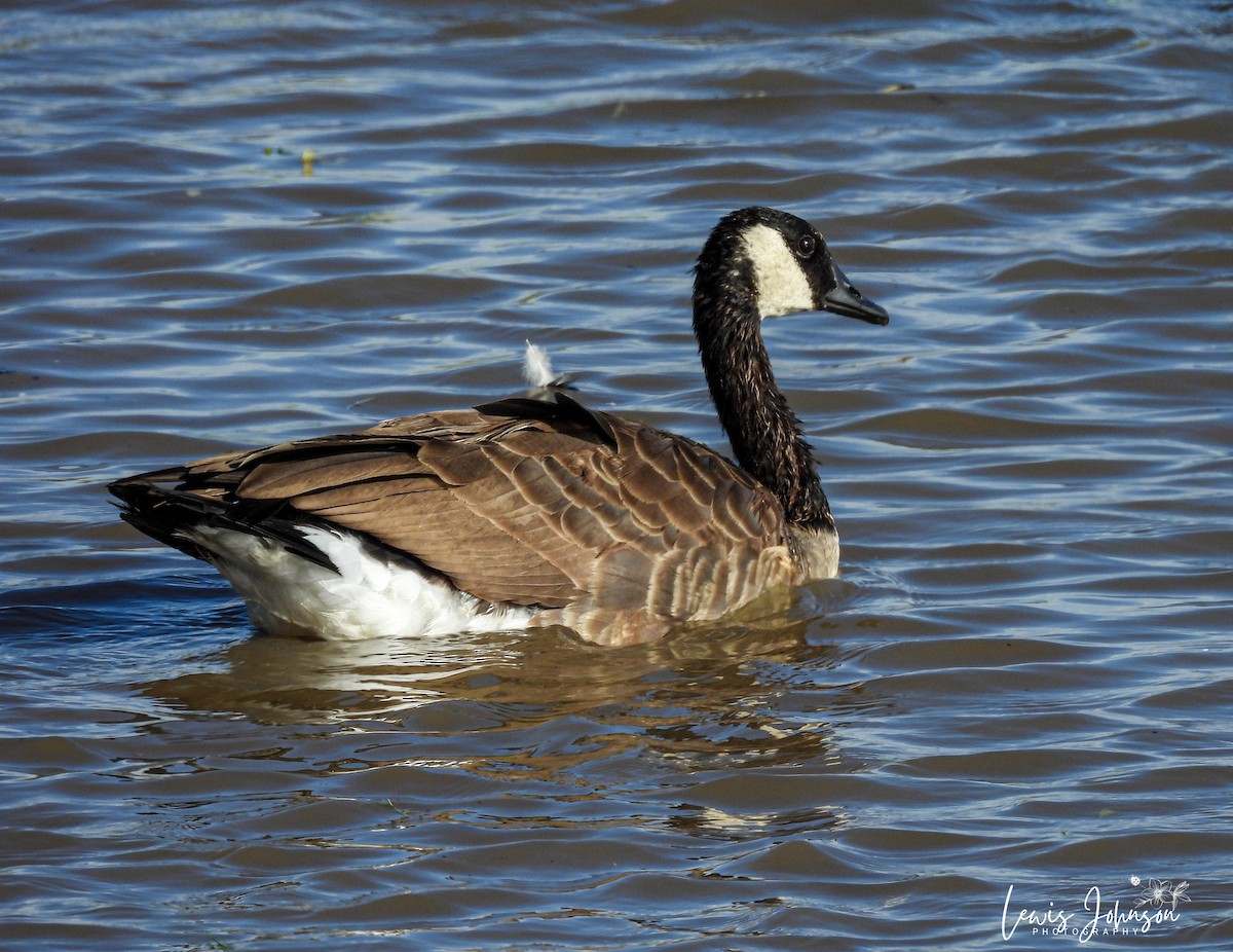 Oca canadese maggiore - ML646669753