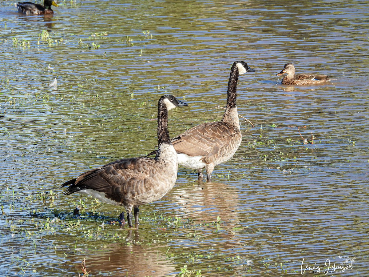 Oca canadese maggiore - ML646669754