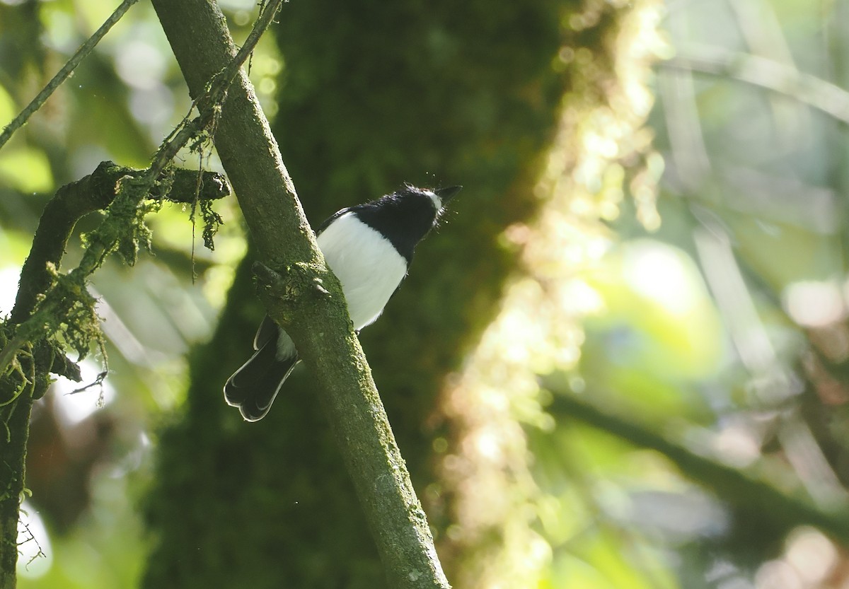 Black-throated Wattle-eye - ML646669755