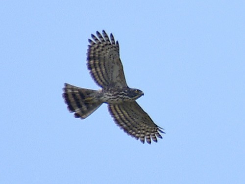 Crested Goshawk - ML646669756