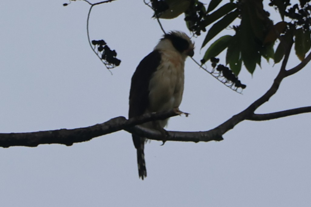 Laughing Falcon - ML646669757