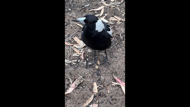 Verdugo Flautista - ML646669758