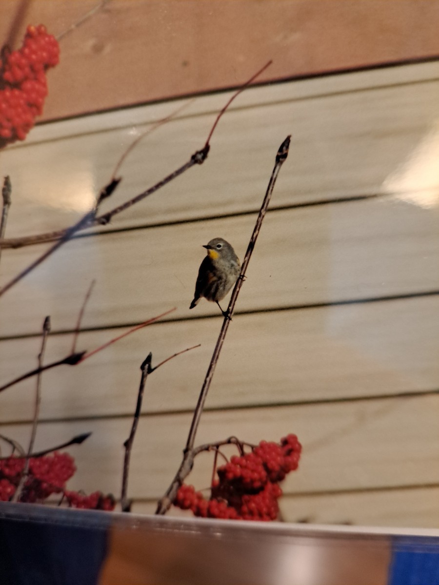 Yellow-rumped Warbler (Audubon's) - ML646669759