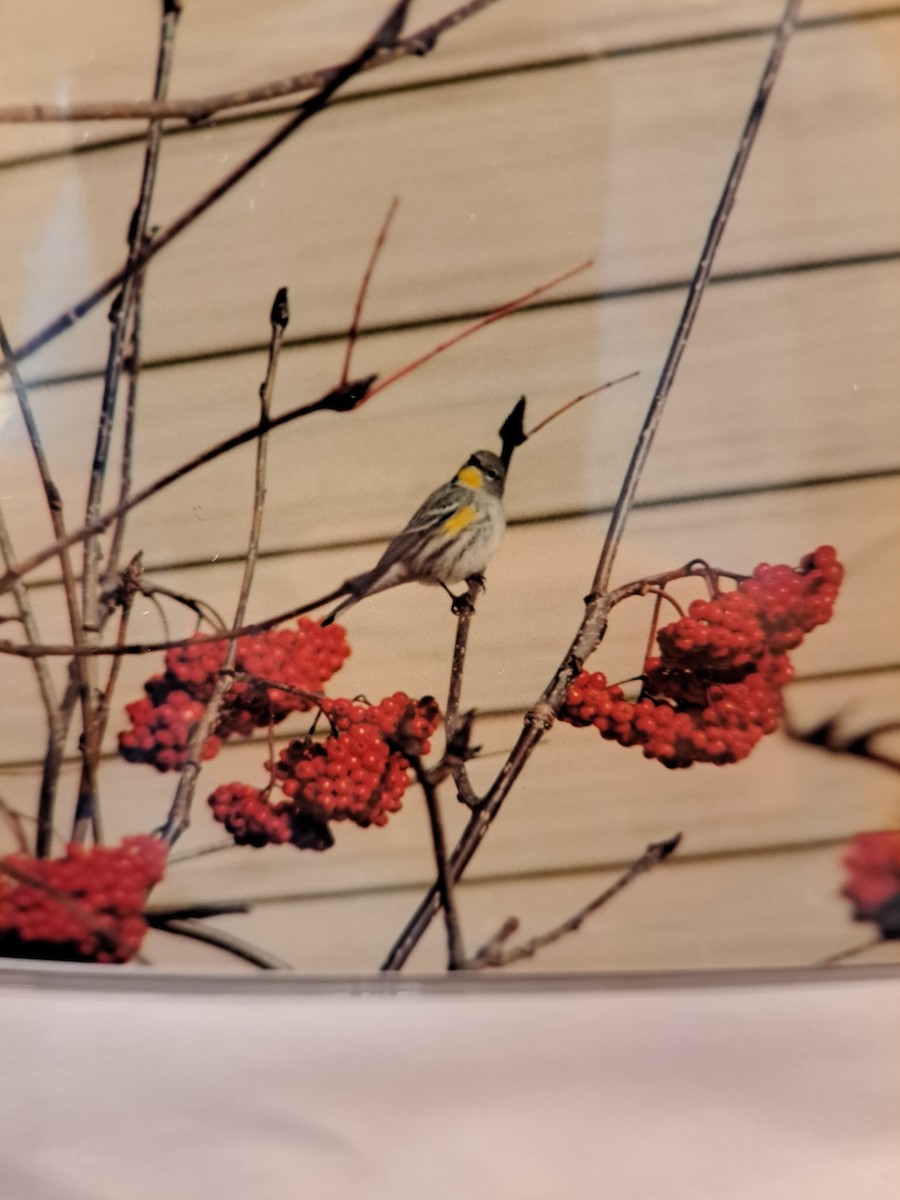 Yellow-rumped Warbler (Audubon's) - ML646669760