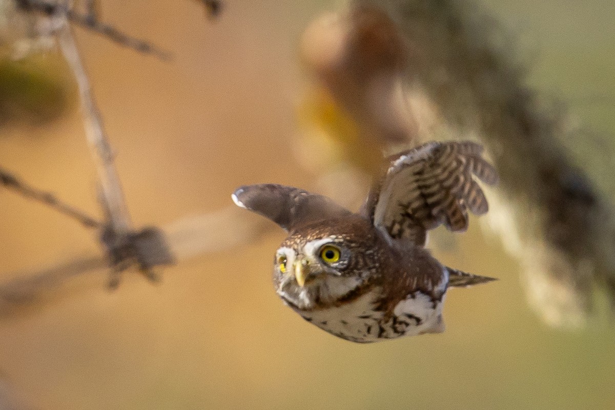 kulíšek mexický - ML646669762