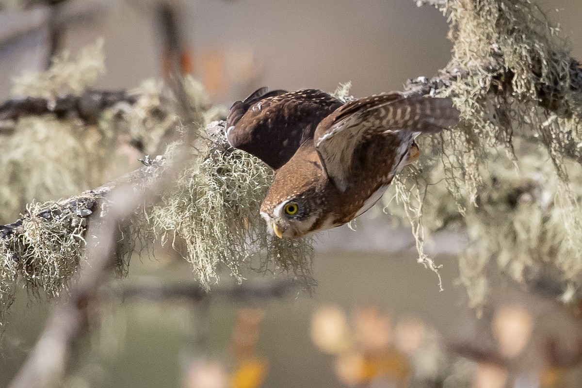 kulíšek mexický - ML646669763