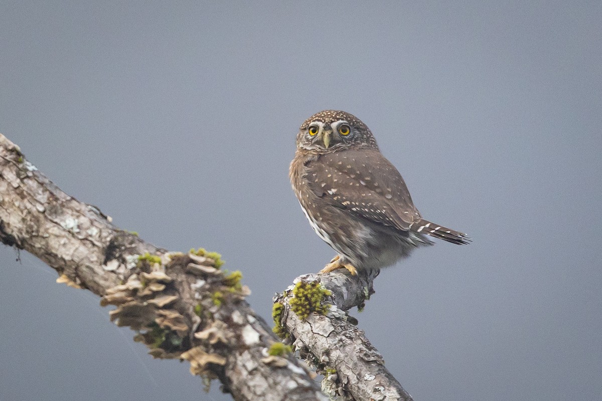 kulíšek mexický - ML646669764