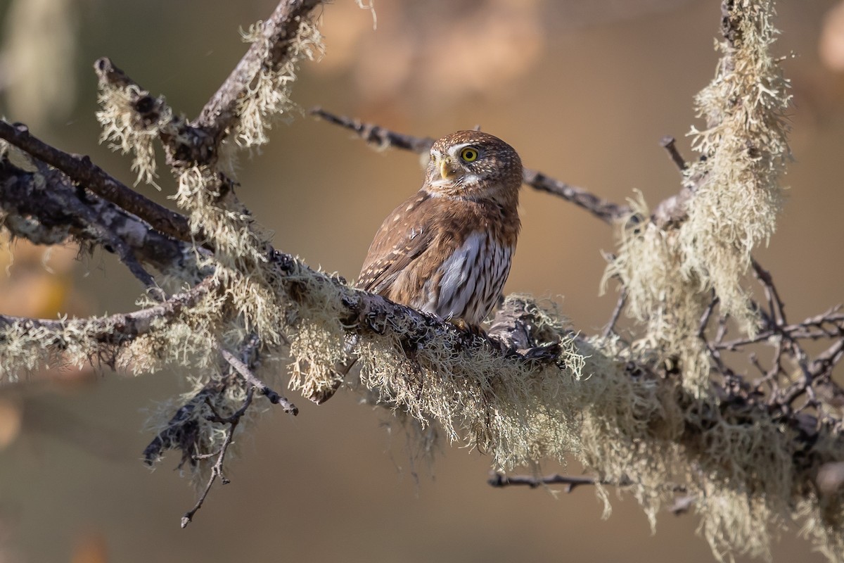 kulíšek mexický - ML646669765