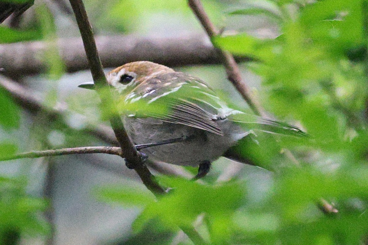 Oahu Elepaio - ML646669769