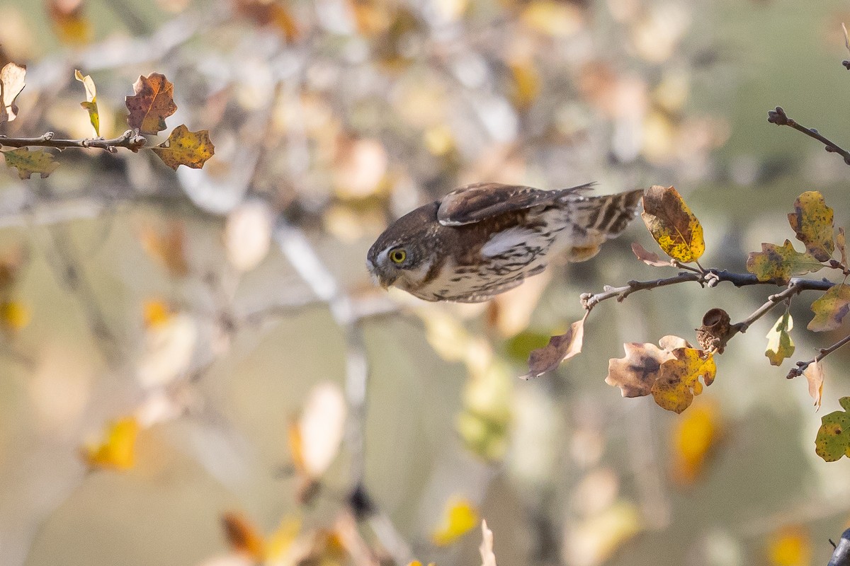 kulíšek mexický - ML646669772