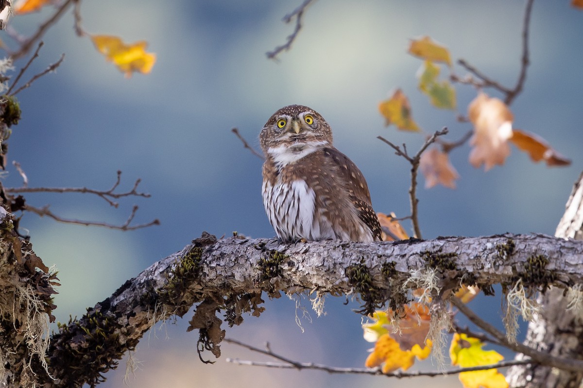 kulíšek mexický - ML646669773