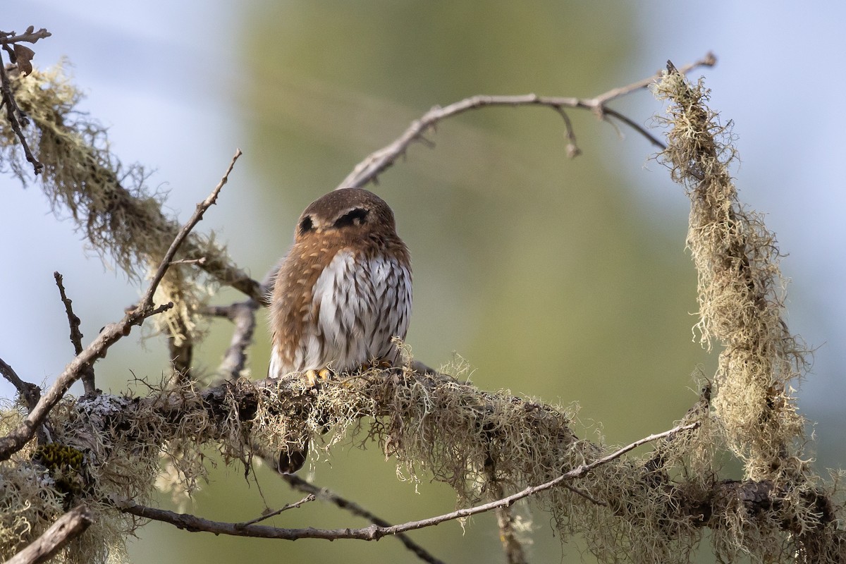 kulíšek mexický - ML646669774