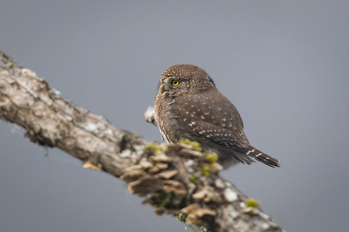 kulíšek mexický - ML646669775