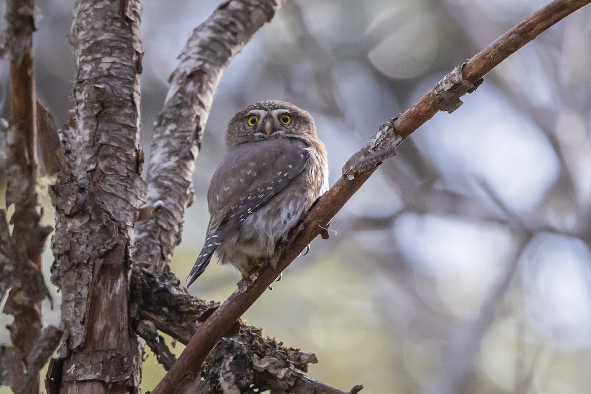 kulíšek mexický - ML646669776