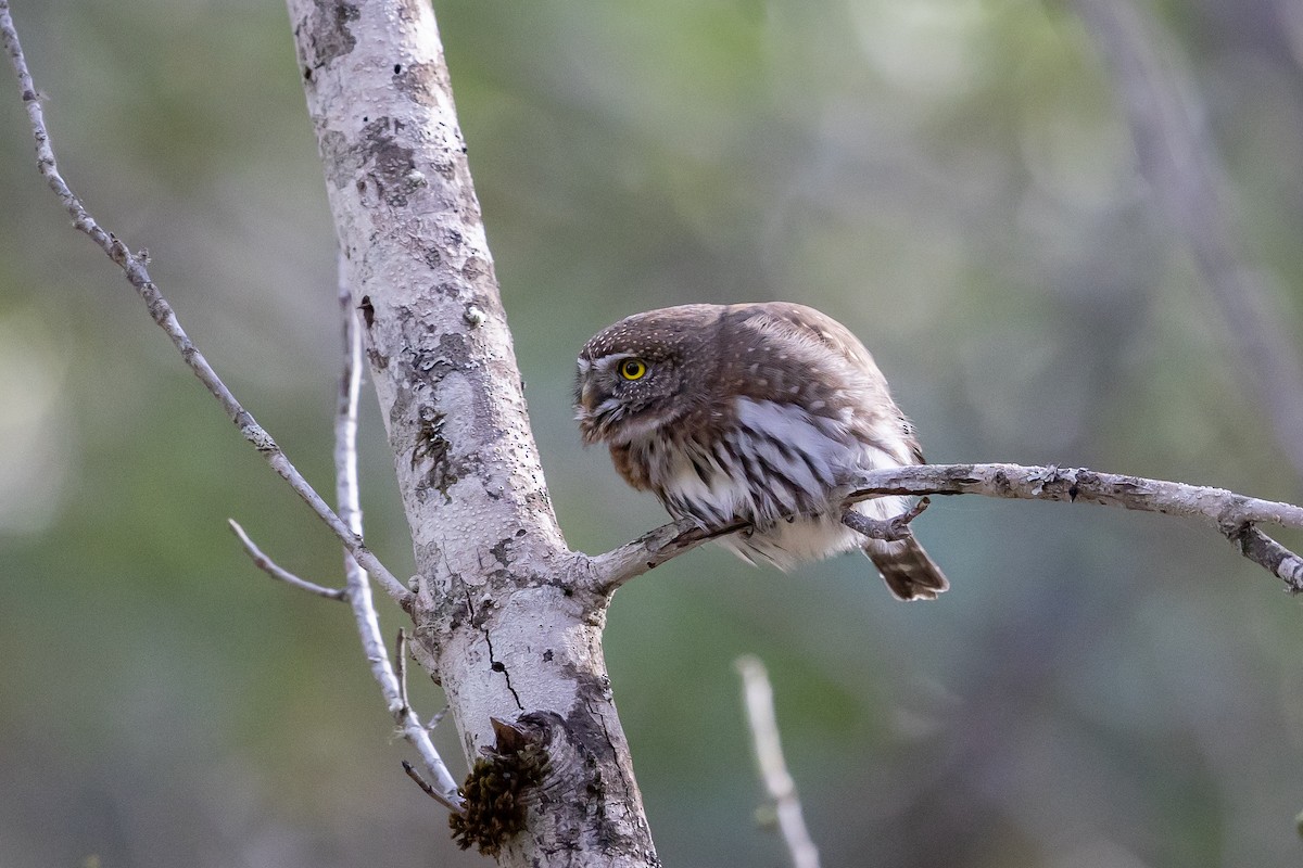 kulíšek mexický - ML646669777