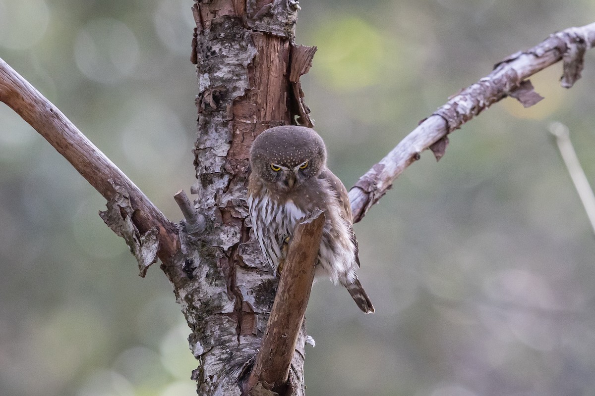 kulíšek mexický - ML646669778